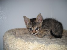 [picture of Linda, a Domestic Short Hair tabby\ cat] 