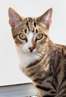[another picture of Leroy, a Domestic Short Hair tabby/white\ cat] 