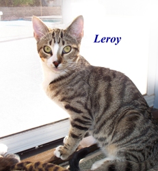 [picture of Leroy, a Domestic Short Hair tabby/white cat]