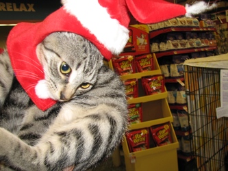 [picture of Leroy, a Domestic Short Hair tabby/white cat]