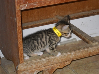 [picture of Leroy, a Domestic Short Hair tabby/white cat]