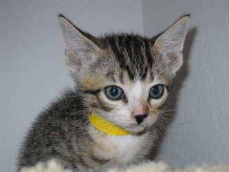 [picture of Leroy, a Domestic Short Hair tabby/white cat]