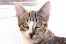 [picture of Leroy, a Domestic Short Hair tabby/white\ cat] 