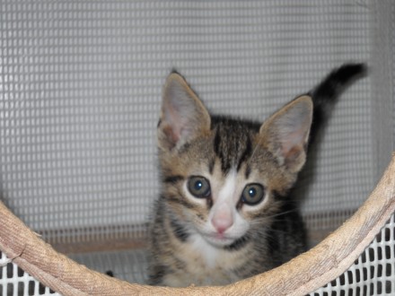 [picture of Lottie, a Domestic Short Hair tabby\ cat] 