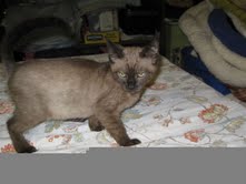 [another picture of Linus, a Siamese/Domestic Short Hair-x chocolate point\ cat] 