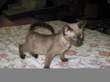 [picture of Linus, a Siamese/Domestic Short Hair-x chocolate point\ cat] 