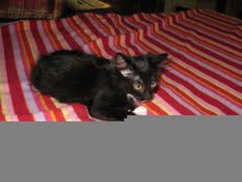 [picture of Lucy, a Domestic Medium Hair black/white\ cat] 