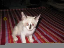 [another picture of Eenie, a Siamese/Domestic Short Hair-x tortipoint\ cat] 