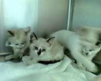[picture of Eenie, a Siamese/Domestic Short Hair-x tortipoint\ cat] 