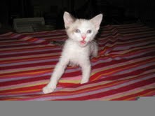 [another picture of Meenie, a Siamese/Domestic Short Hair-x tortipoint\ cat] 