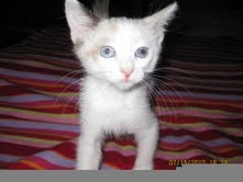 [picture of Meenie, a Siamese/Domestic Short Hair-x tortipoint\ cat] 