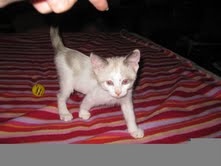 [another picture of Meinie, a Siamese/Domestic Short Hair-x tortipoint\ cat] 