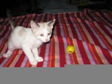 [picture of Meinie, a Siamese/Domestic Short Hair-x tortipoint\ cat] 
