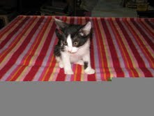 [another picture of Mo, a Domestic Short Hair black/white\ cat] 