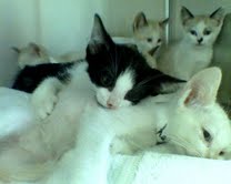 [picture of Mo, a Domestic Short Hair black/white\ cat] 