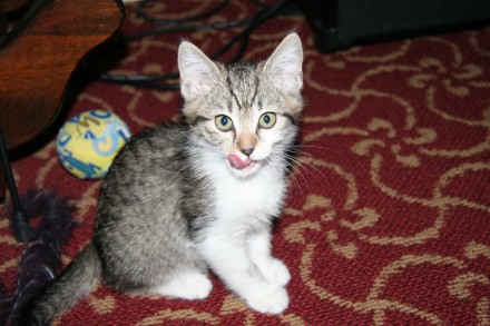 [picture of Sport, a Domestic Medium Hair tabby/white\ cat] 