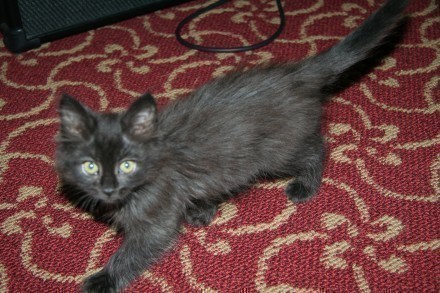 [picture of Sprinkles, a Domestic Medium Hair smoke\ cat] 