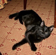 [picture of Spooky, a Domestic Short Hair black\ cat] 