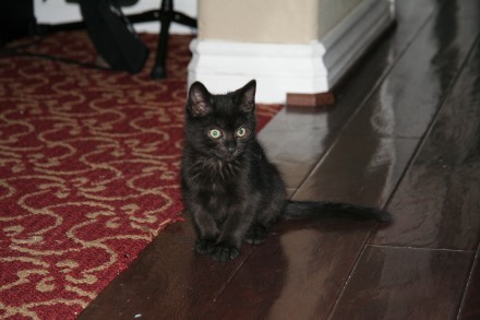 [picture of Sparky, a Domestic Short Hair black\ cat] 