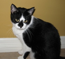 [another picture of Sophie, a Domestic Short Hair black/white\ cat] 