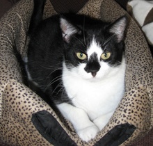 [picture of Sophie, a Domestic Short Hair black/white cat]