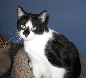 [picture of Sophie, a Domestic Short Hair black/white cat]