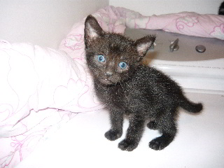 [picture of Zack, a Domestic Short Hair black\ cat] 