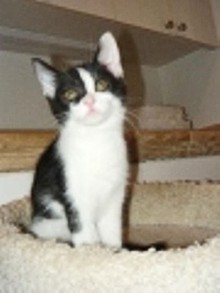 [another picture of Grady, a Domestic Short Hair black/white\ cat] 