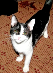 [picture of Grady, a Domestic Short Hair black/white cat]