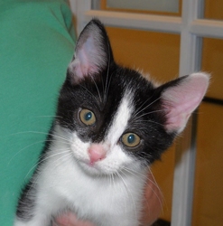 [picture of Grady, a Domestic Short Hair black/white cat]