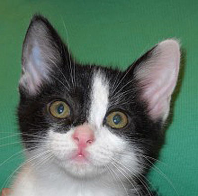 [picture of Grady, a Domestic Short Hair black/white cat]