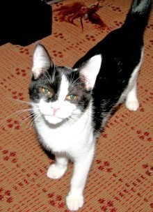 [picture of Grady, a Domestic Short Hair black/white\ cat] 