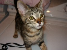 [another picture of Rico, a Domestic Short Hair brown classic tabby\ cat] 
