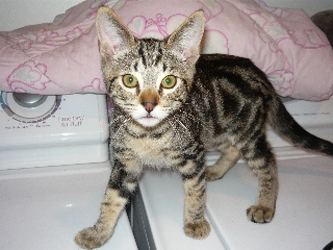 [picture of Rico, a Domestic Short Hair brown classic tabby cat]
