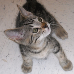 [picture of Rico, a Domestic Short Hair brown classic tabby cat]