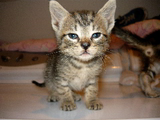 [picture of Rico, a Domestic Short Hair brown classic tabby cat]