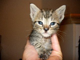 [picture of Rico, a Domestic Short Hair brown classic tabby cat]