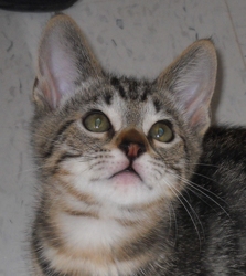 [picture of Rico, a Domestic Short Hair brown classic tabby cat]