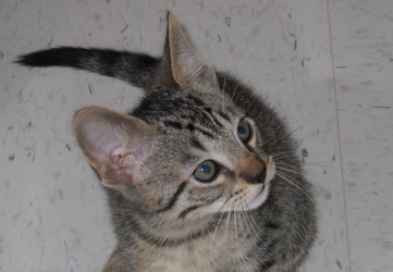 [picture of Rico, a Domestic Short Hair brown classic tabby cat]