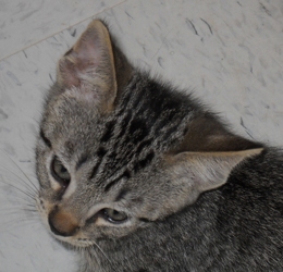 [picture of Rico, a Domestic Short Hair brown classic tabby cat]