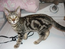 [picture of Rico, a Domestic Short Hair brown classic tabby\ cat] 