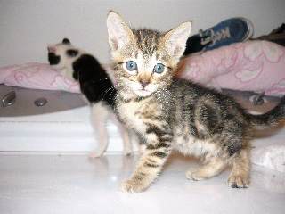 [picture of Nico, a Domestic Short Hair brown tabby\ cat] 