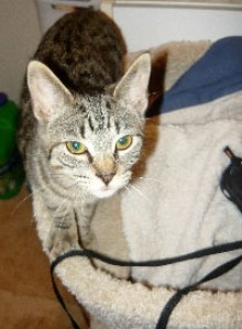 [another picture of Miley, a Domestic Short Hair brown tabby\ cat] 