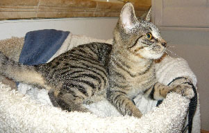 [picture of Miley, a Domestic Short Hair brown tabby cat]