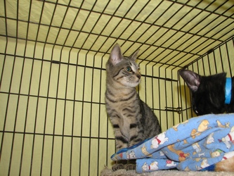 [picture of Miley, a Domestic Short Hair brown tabby cat]