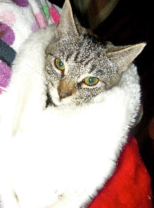 [picture of Miley, a Domestic Short Hair brown tabby cat]