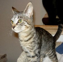 [picture of Miley, a Domestic Short Hair brown tabby\ cat] 