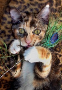 [another picture of Carrie, a Domestic Short Hair calico\ cat] 