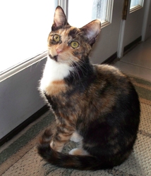 [picture of Carrie, a Domestic Short Hair calico cat]