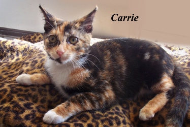 [picture of Carrie, a Domestic Short Hair calico cat]